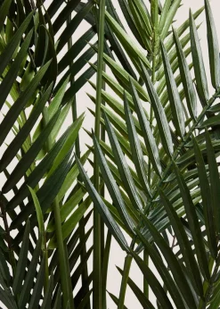 Dark Palm Tree
