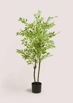 Elm Tree