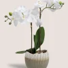 Orchid In A Vase