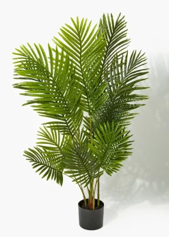 Palm Tree