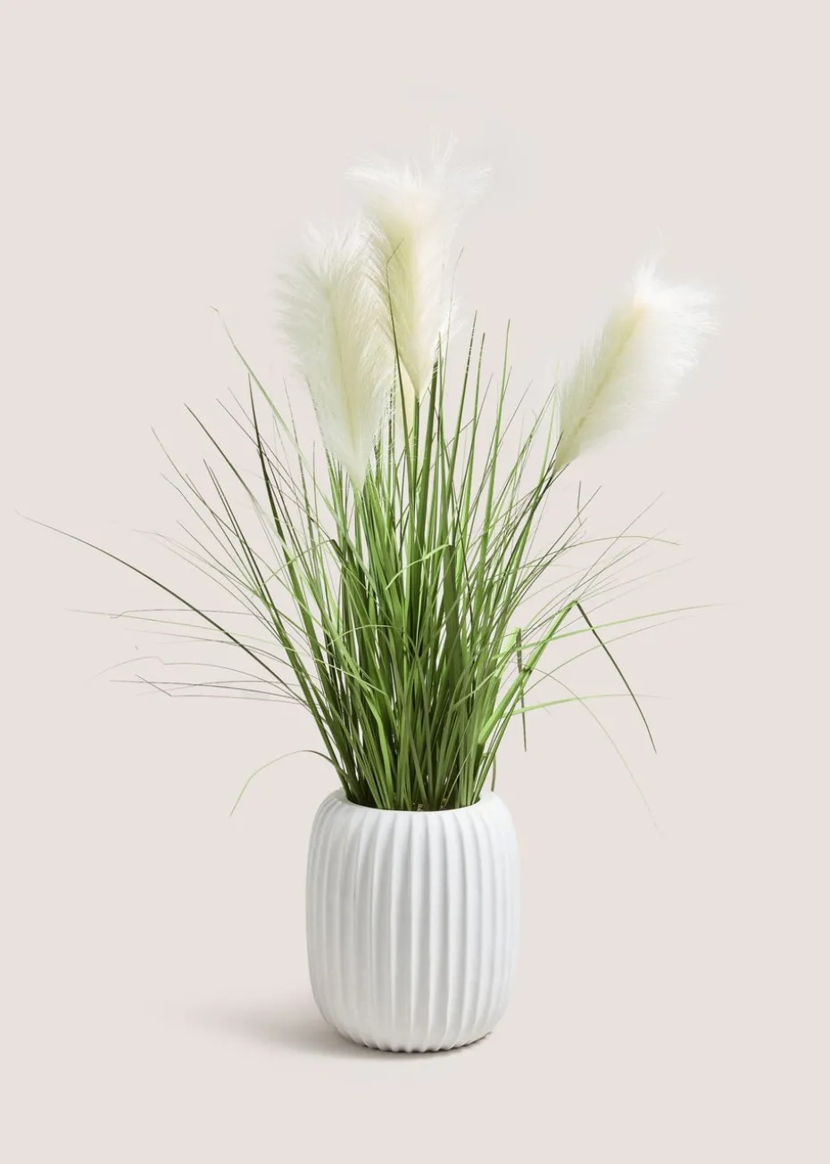 Pampas In Ribbed Pot