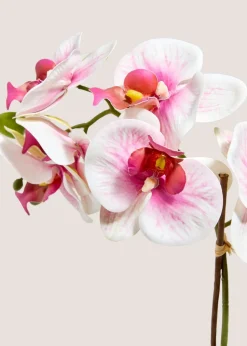 Pink Orchid In Black Pot