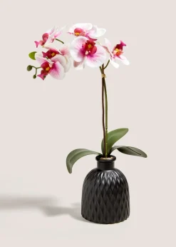 Pink Orchid In Black Pot