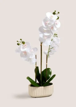 Ribbed Window Ledge Orchid