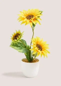 Sunflower In Plastic Pot
