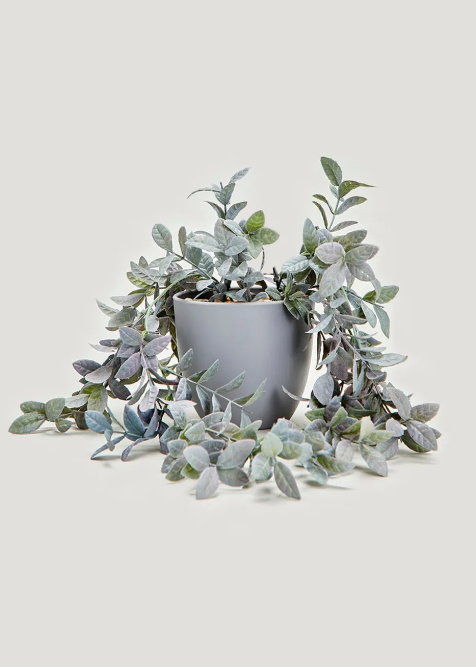 Trailing Plant in Grey Pot