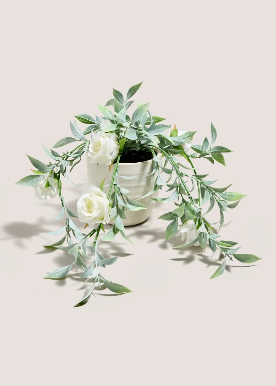 White Trailing Rose Plant