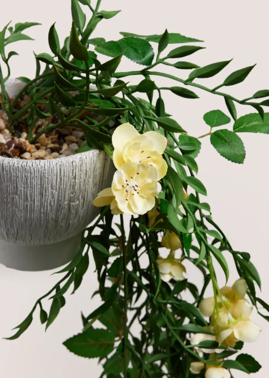 Yellow Floral Trailing Plant In A Pot